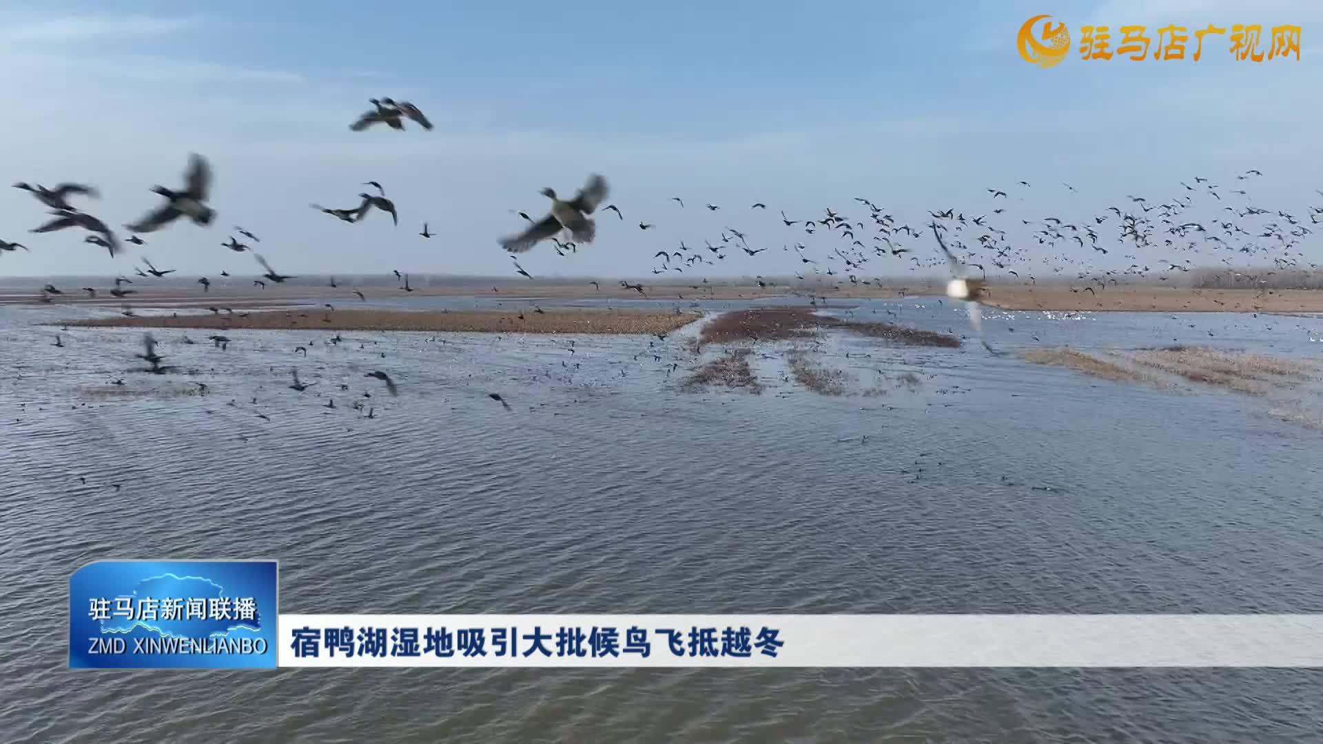 宿鸭湖湿地吸引大批候鸟飞抵越冬