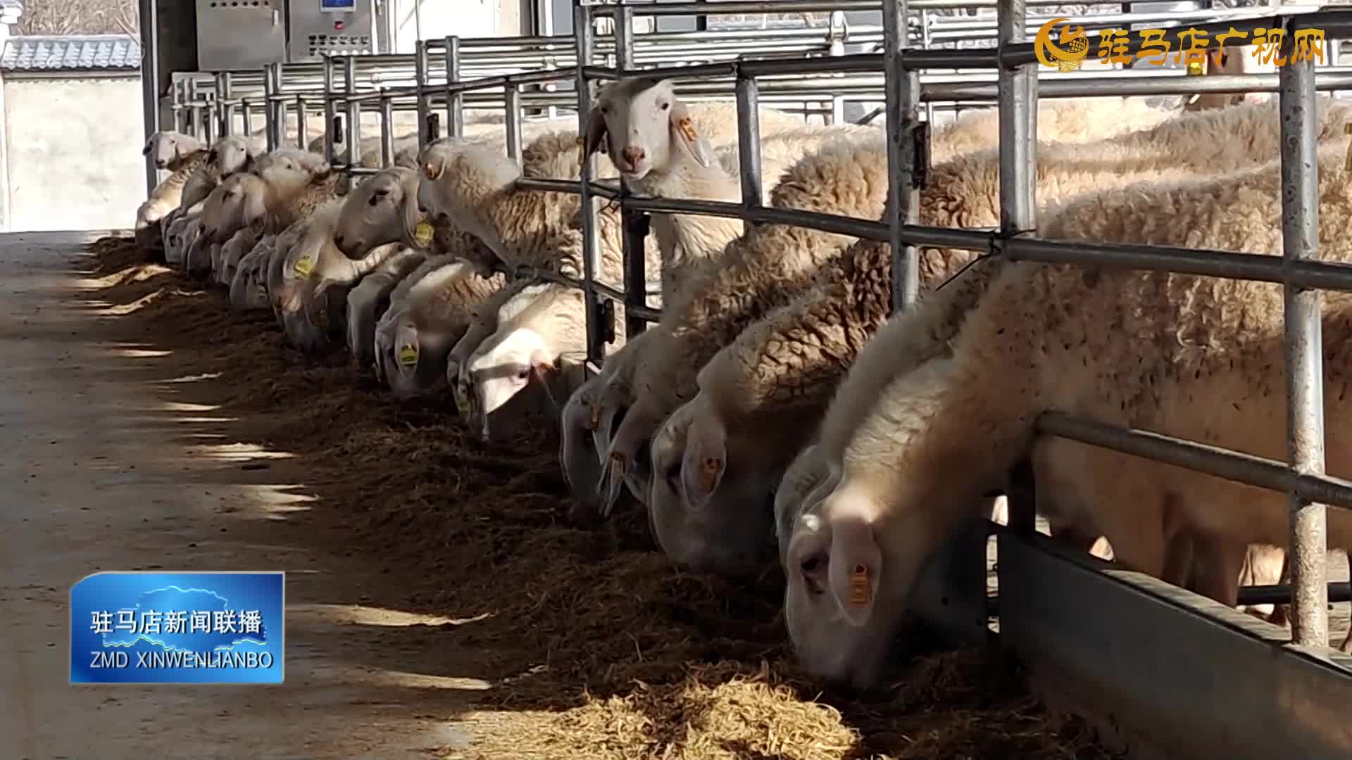 確山：科技賦能推動肉羊養(yǎng)殖產(chǎn)業(yè)轉(zhuǎn)型升級