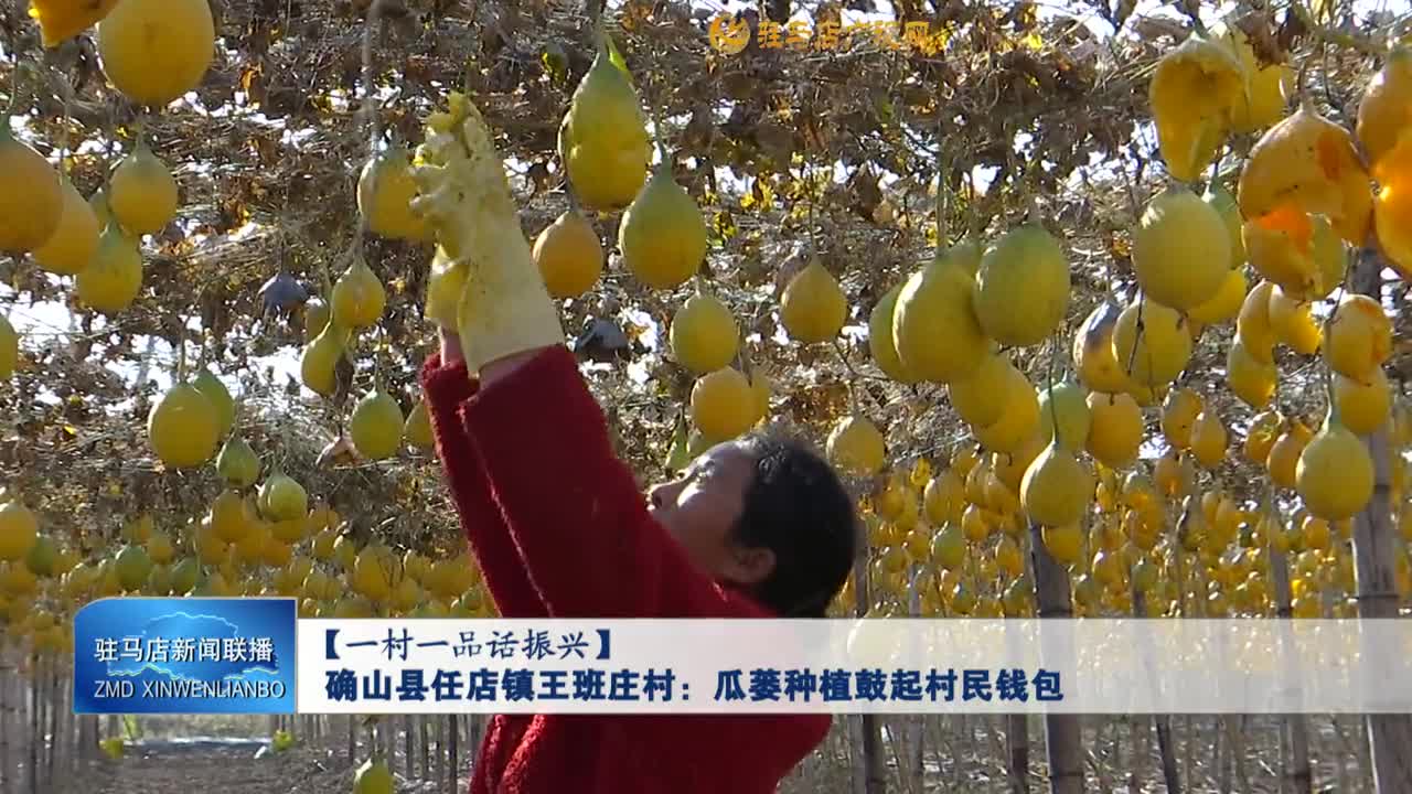 【一村一品话振兴】确山县任店镇王班庄村：瓜蒌种植鼓起村民钱包