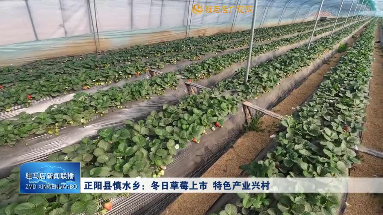 正阳县慎水乡：冬日草莓上市 特色产业兴村