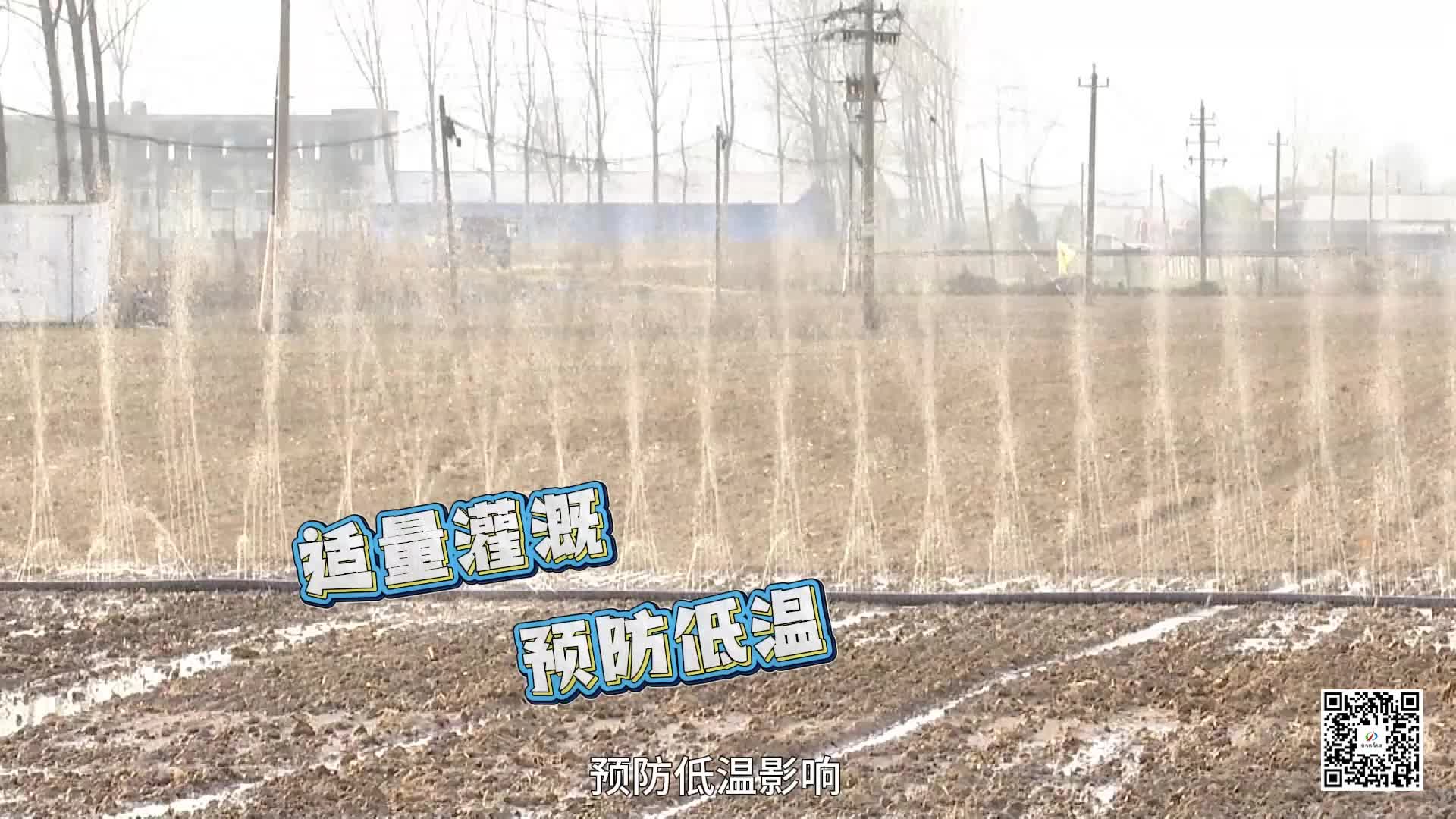 加强麦田墒情管理 确保小麦安全越冬