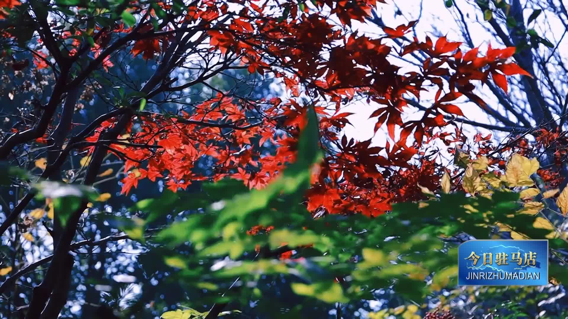 新蔡：冬日暖陽(yáng)下的西湖公園