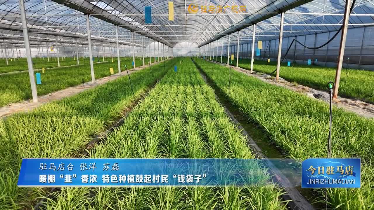 暖棚“韭”香濃 特色種植鼓起村民“錢袋子