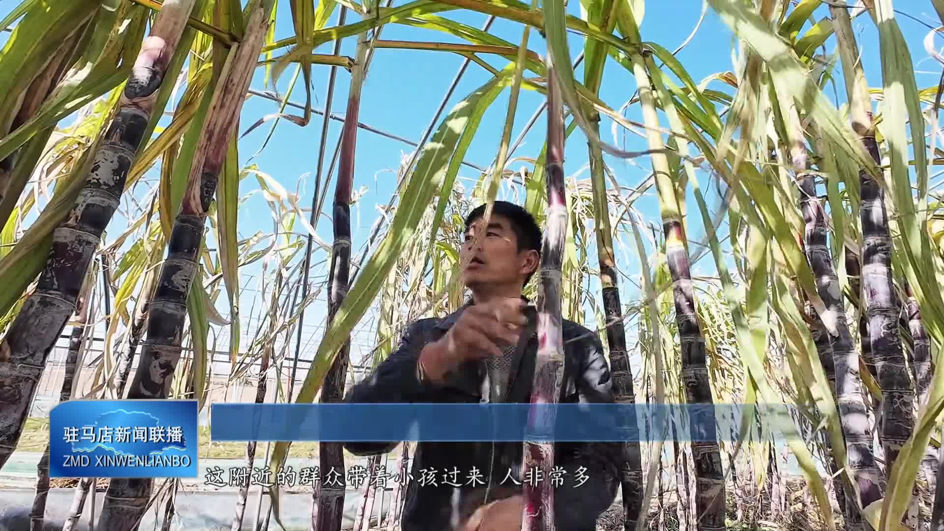 正阳县油坊店乡赵店村：党支部书记带领发展甘蔗特色种植