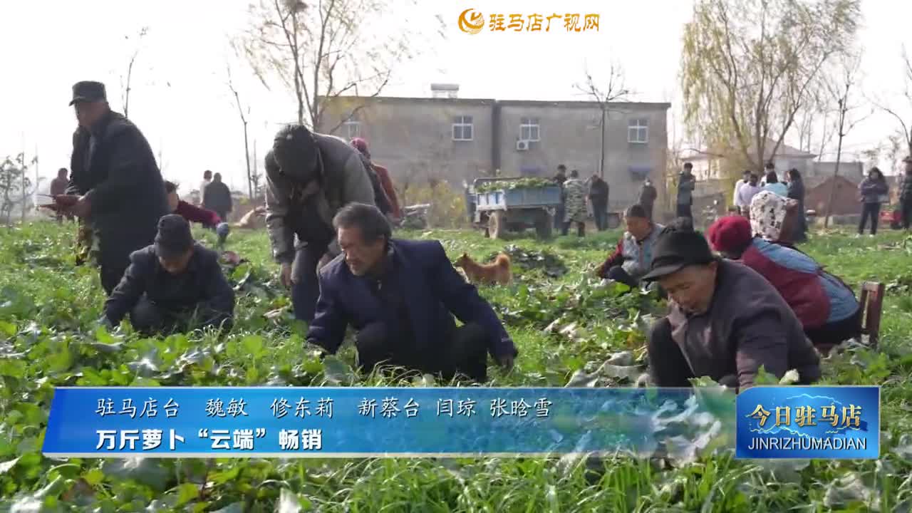 萬斤蘿卜“云端”暢銷
