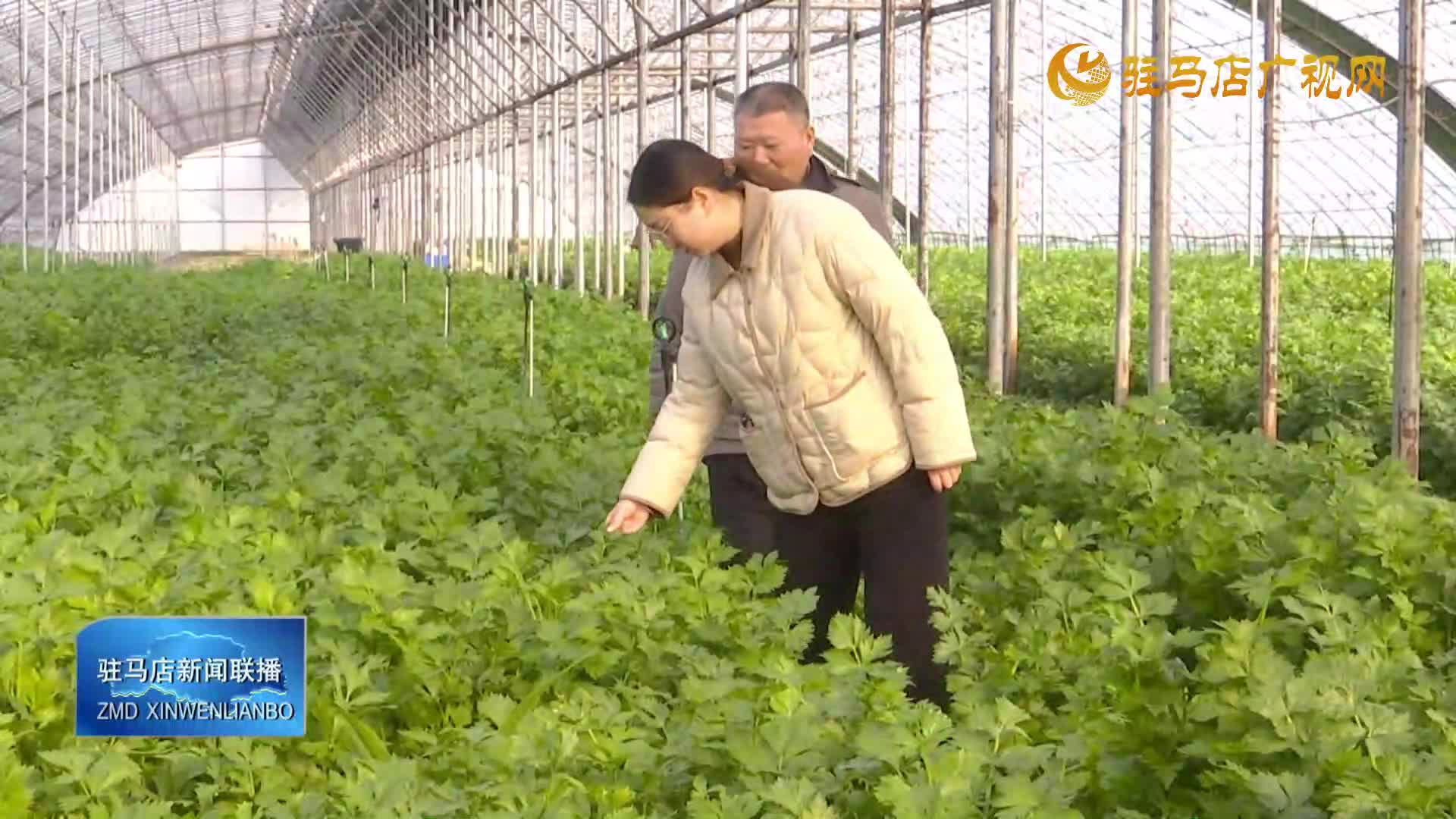 上蔡縣黃埠鎮南王樓村：大棚蔬菜喜獲豐收 特色種植助農增 收