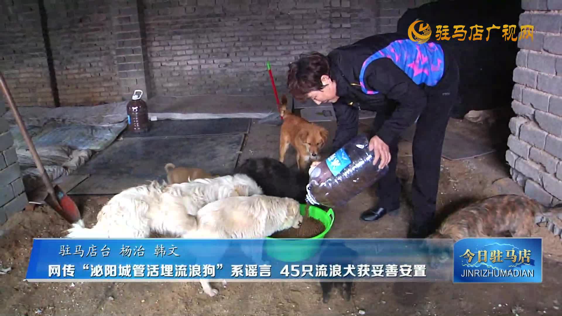 網(wǎng)傳“泌陽(yáng)城管活埋流浪狗”系謠言 45只流浪犬獲妥善安置