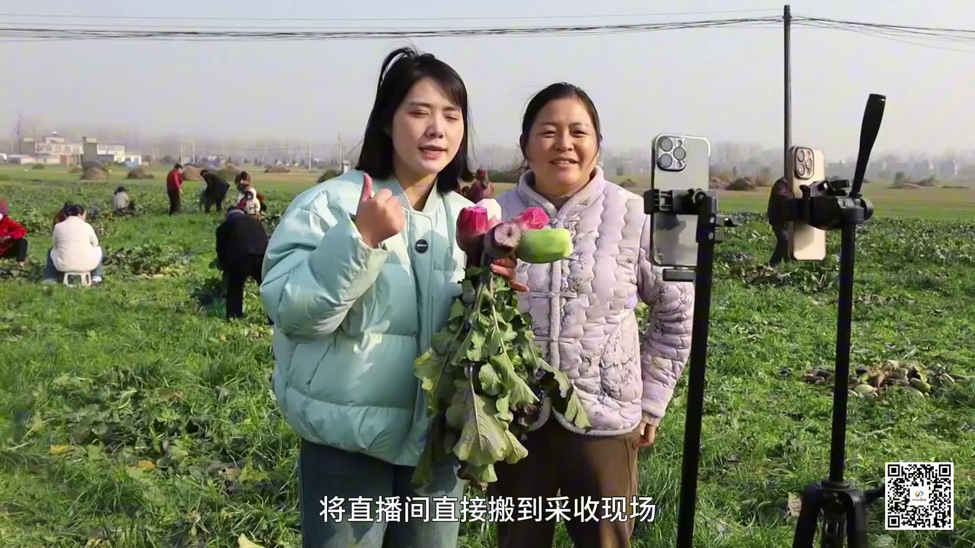 直播田埂间 万斤萝卜“云端”俏销