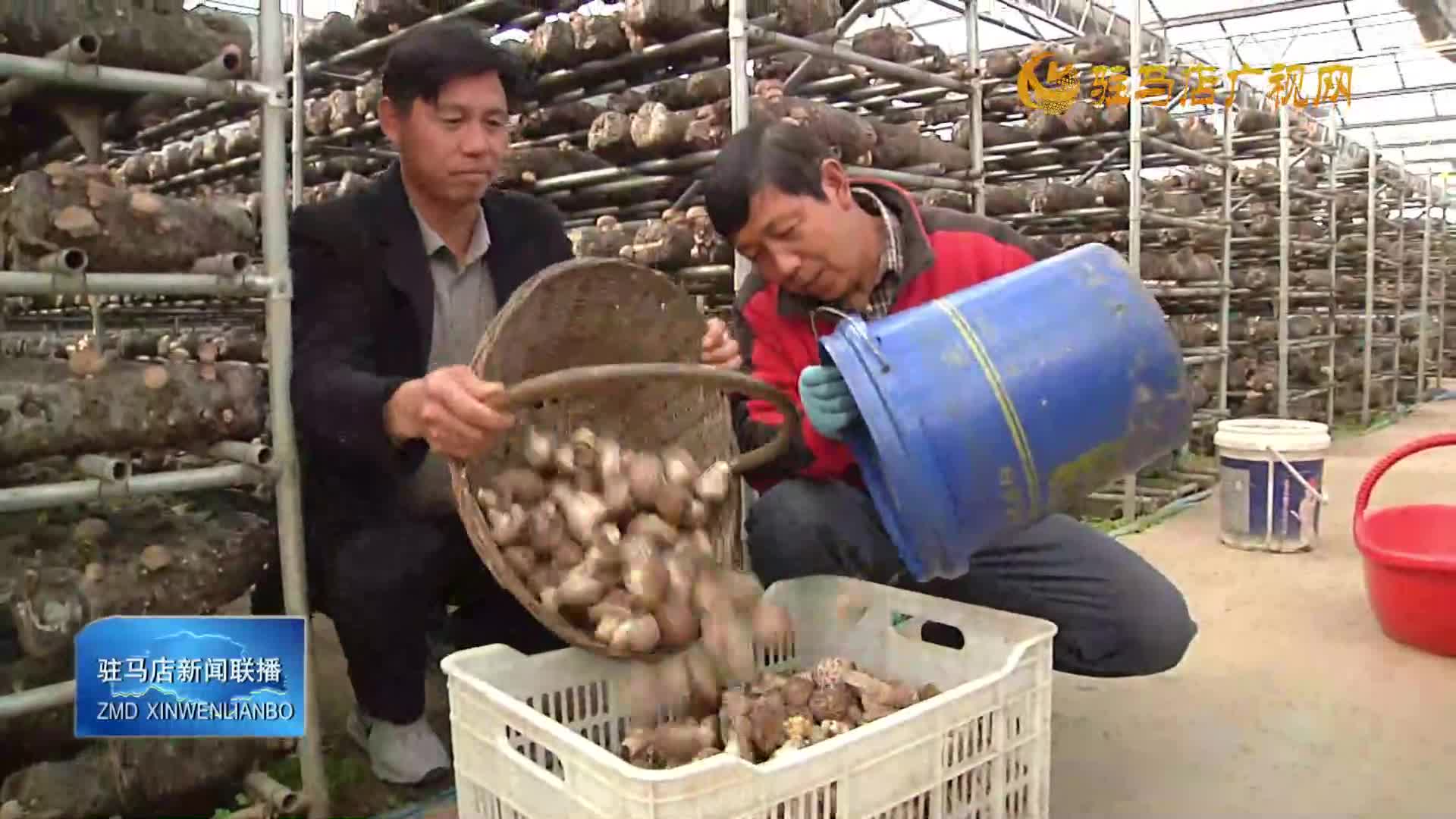 驿城区老河乡石古庄村：小香菇撑起乡村振兴“伞”