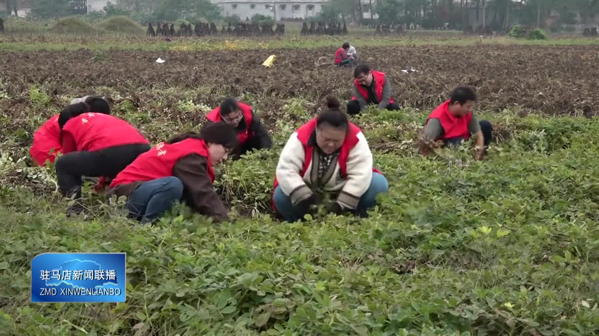 驻马店：齐心协力抢收抢烘 全力守护群众劳动成果