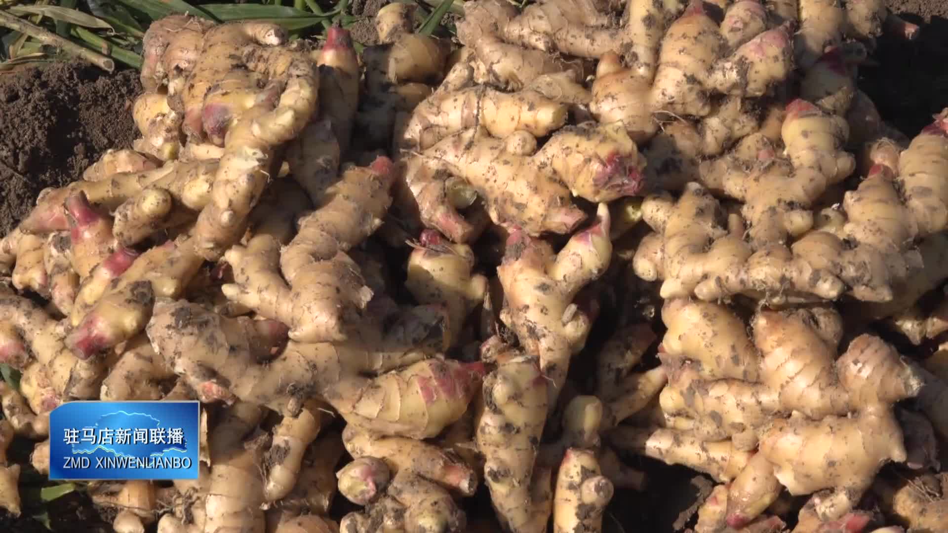 上蔡縣五龍鎮(zhèn)：姜田迎豐景 產(chǎn)業(yè)促振興