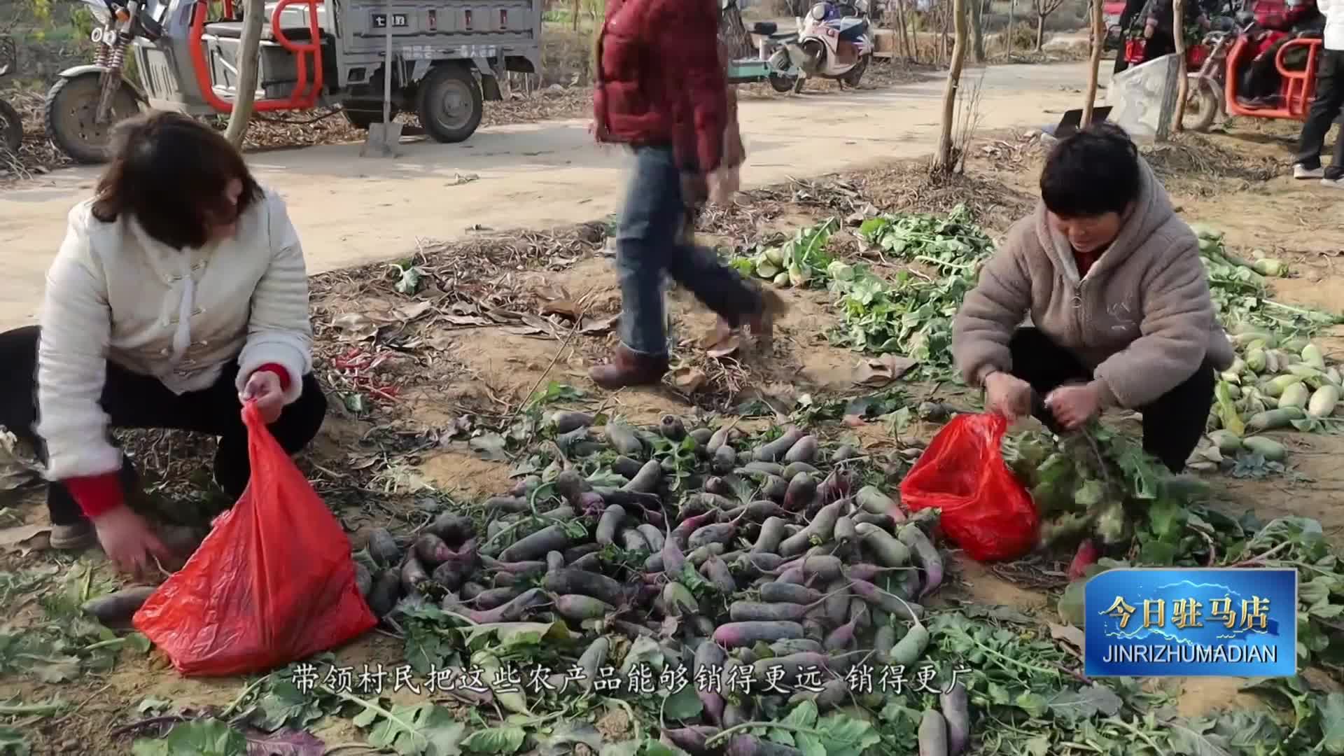 萬斤蘿卜“云端”暢銷
