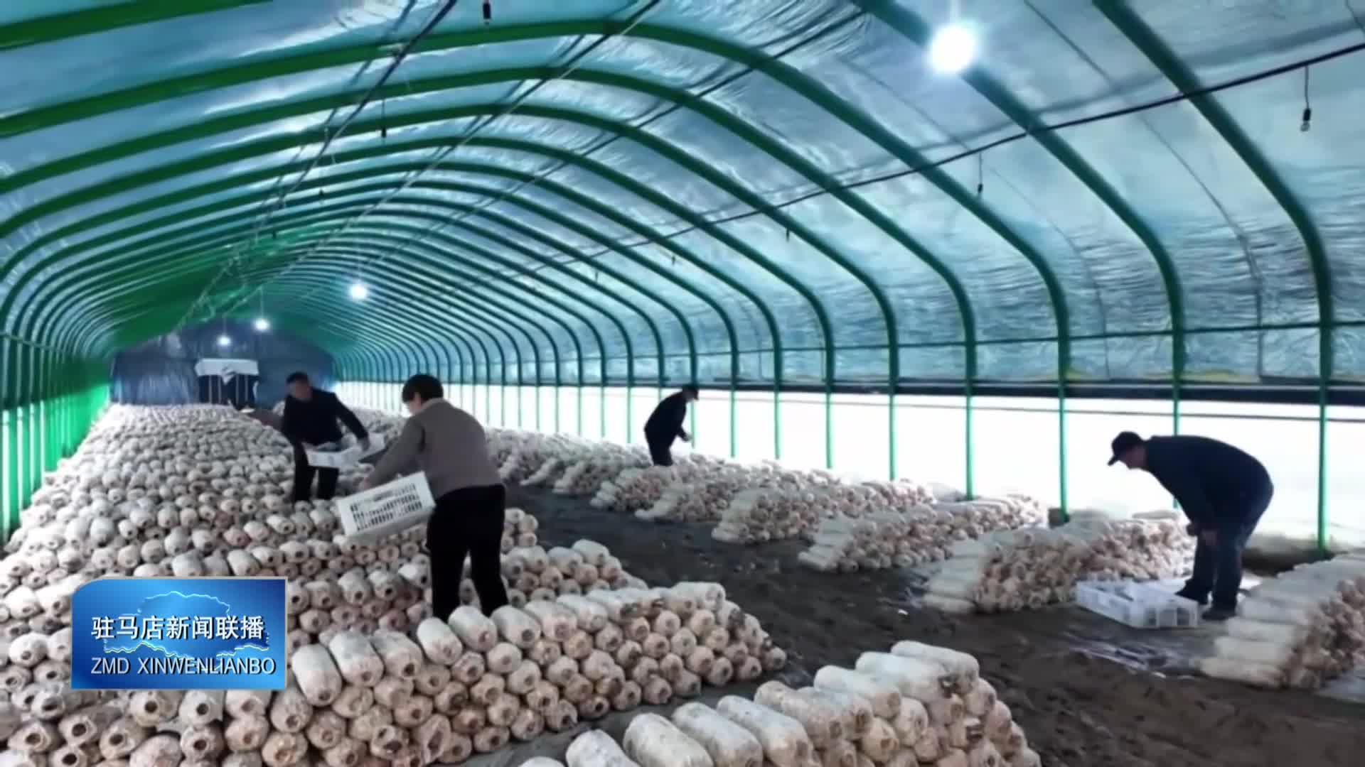 新蔡縣黃樓鎮(zhèn)石家湖村：小菌菇撐起村民“致富傘”