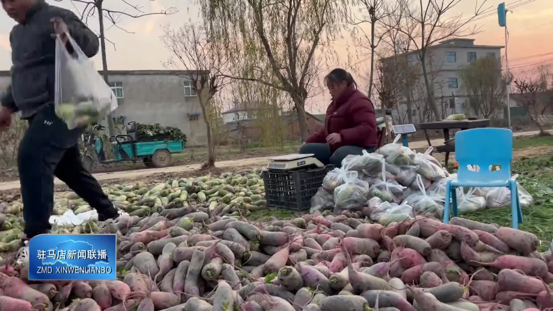 新蔡县练村镇大庄村：万斤萝卜“云端”俏销