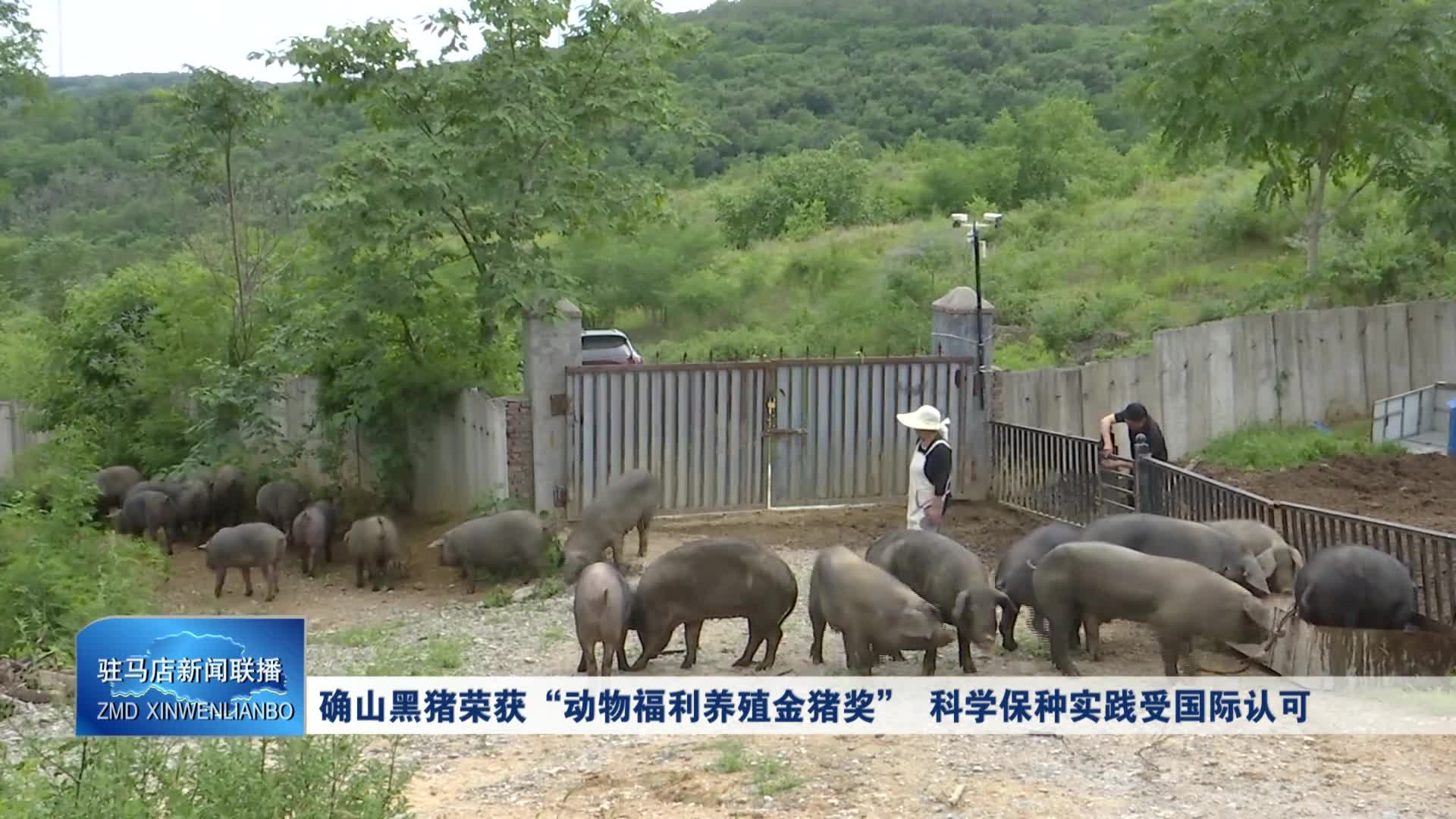 确山黑猪荣获“动物福利养殖金猪奖” 科学保种实践受国际认可