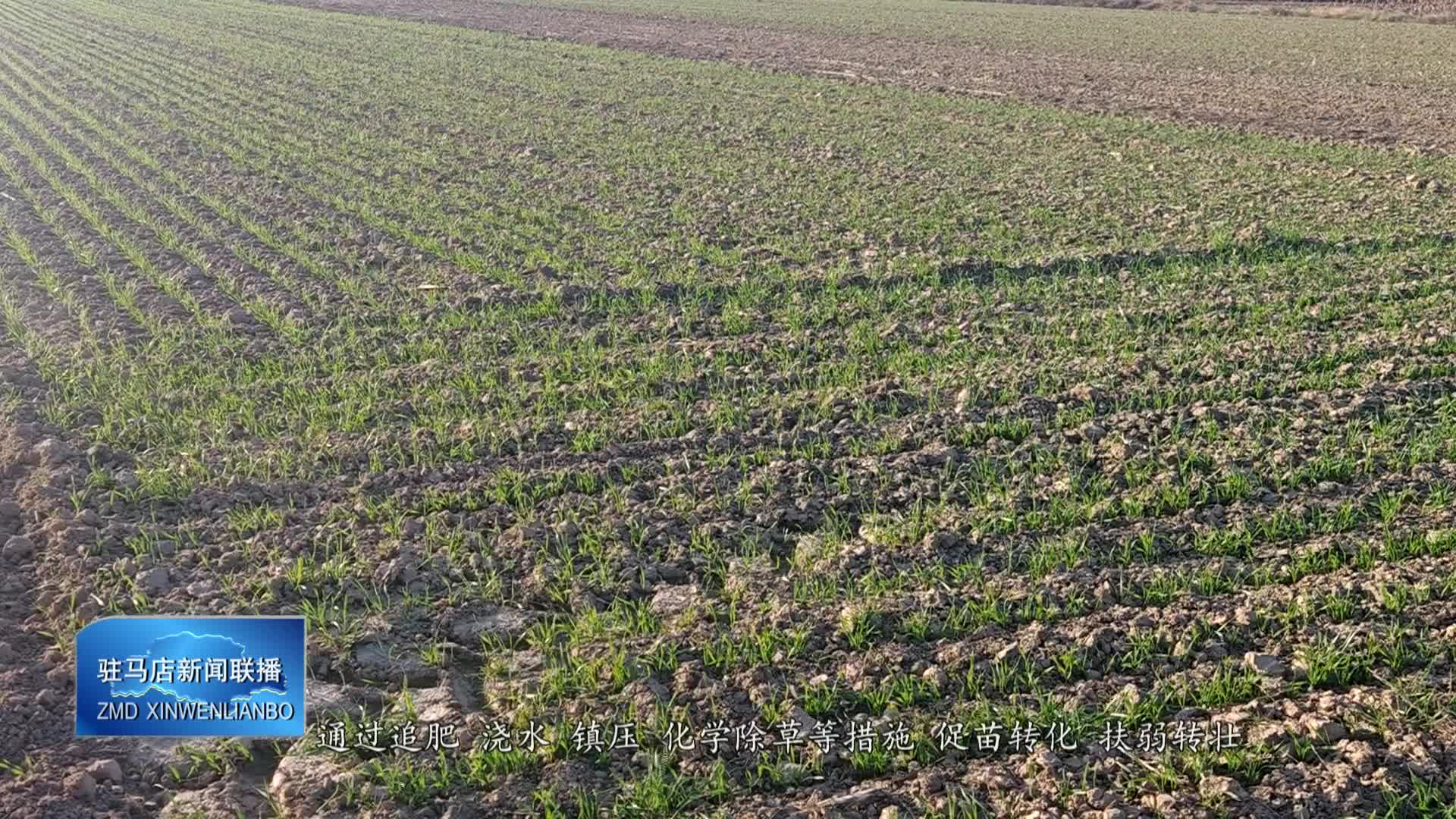 确山县91万亩小麦已完成播种