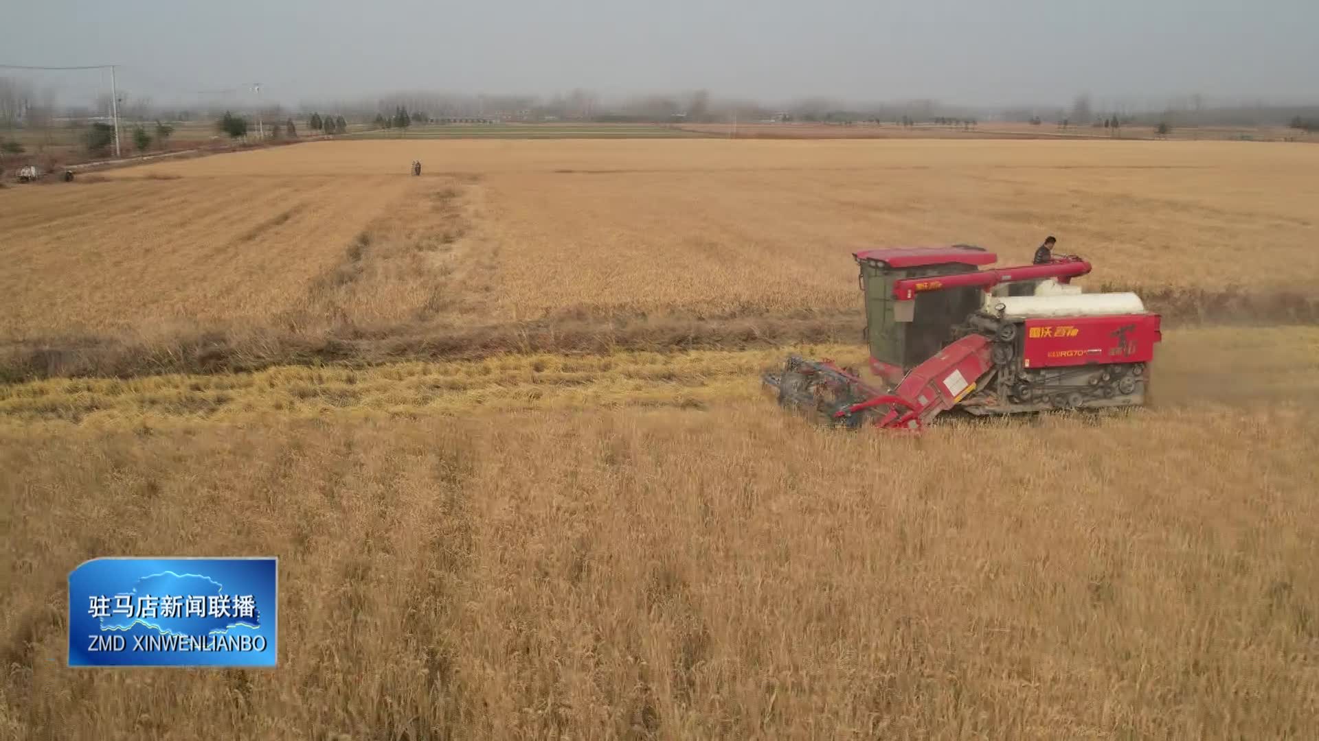 確山縣留莊鎮(zhèn)：千畝優(yōu)質(zhì)水稻喜獲豐收