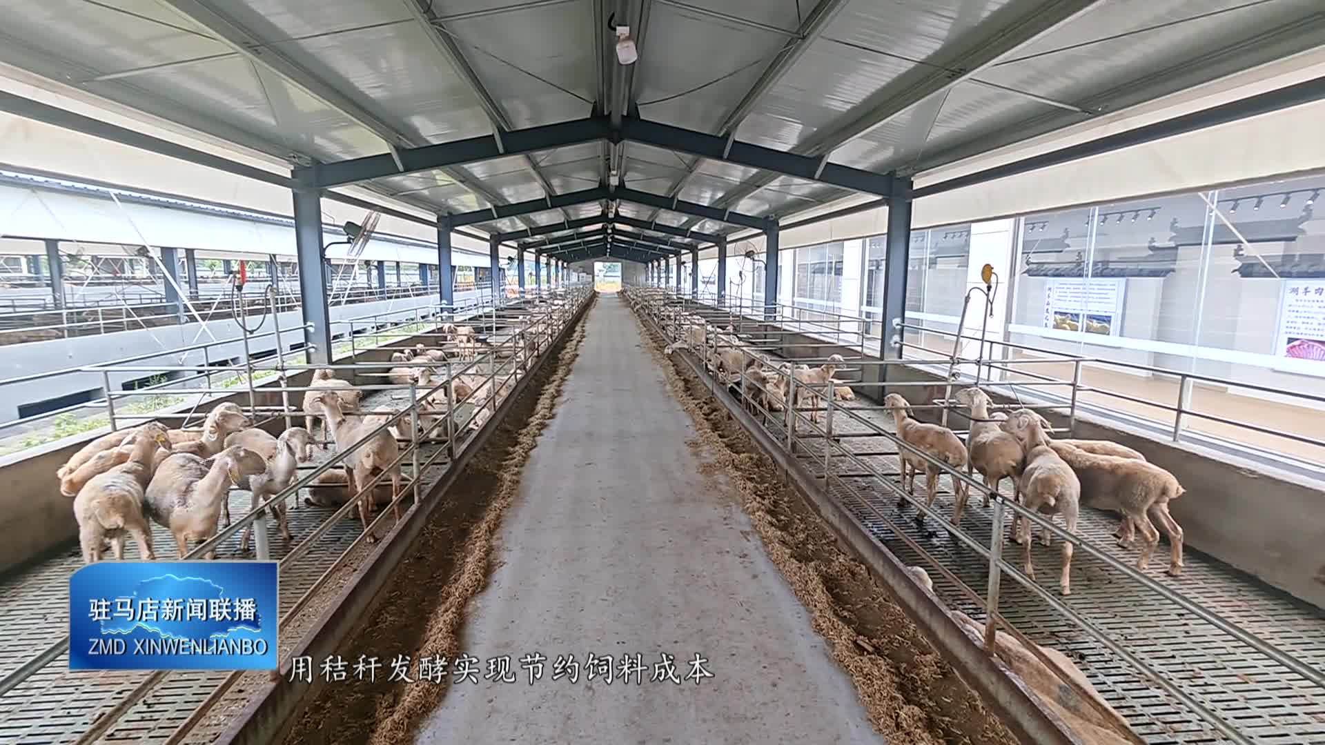 确山：科技赋能推动肉羊养殖产业转型升级