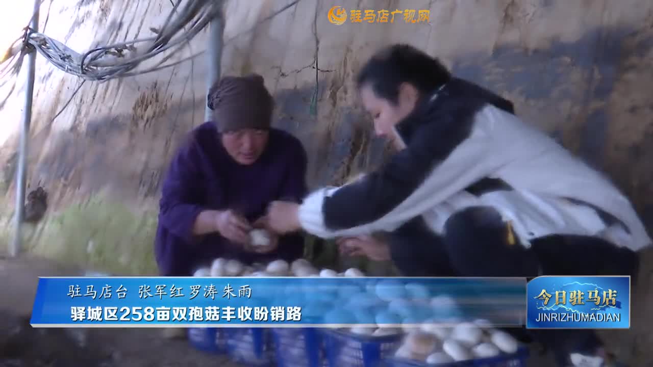 驛城區(qū)258畝雙孢菇豐收盼銷路