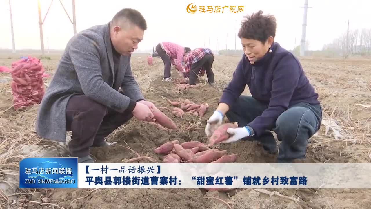 【一村一品話振興】平輿縣郭樓街道曹寨村：“甜蜜紅薯”鋪就鄉(xiāng)村致富路