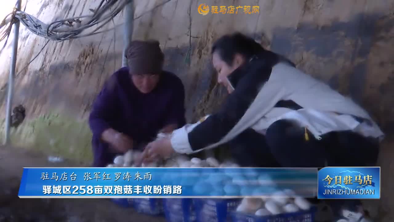驛城區258畝雙孢菇豐收盼銷路