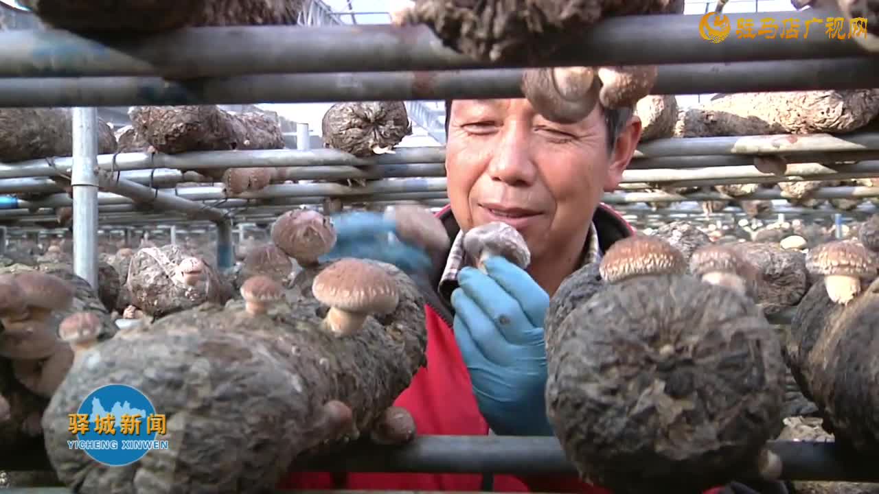 驿城区老河乡石古庄村：小香菇撑起乡村振兴“伞”
