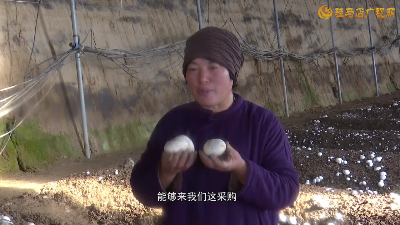 驿城区胡庙乡臧集村：258亩双孢菇丰收盼销路