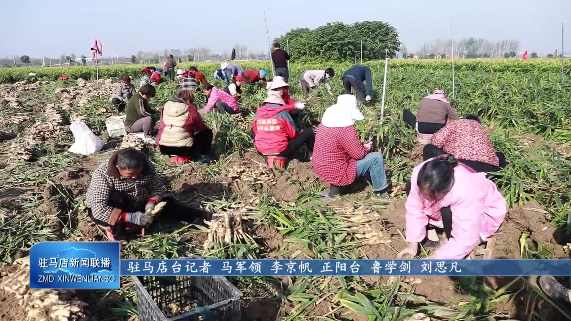 正陽縣慎水鄉：特色種植富鄉鄰