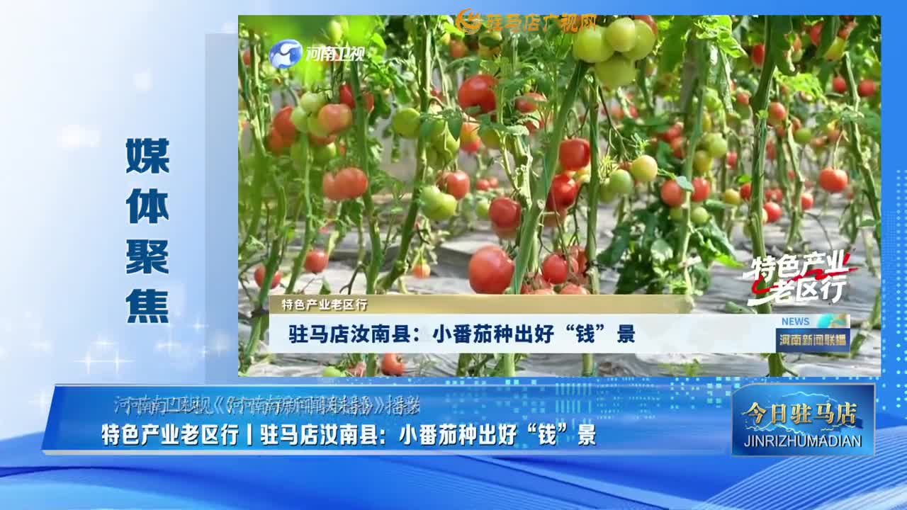【媒体聚焦】特色产业老区行|驻马店汝南县：小番茄种出好“钱”景......
