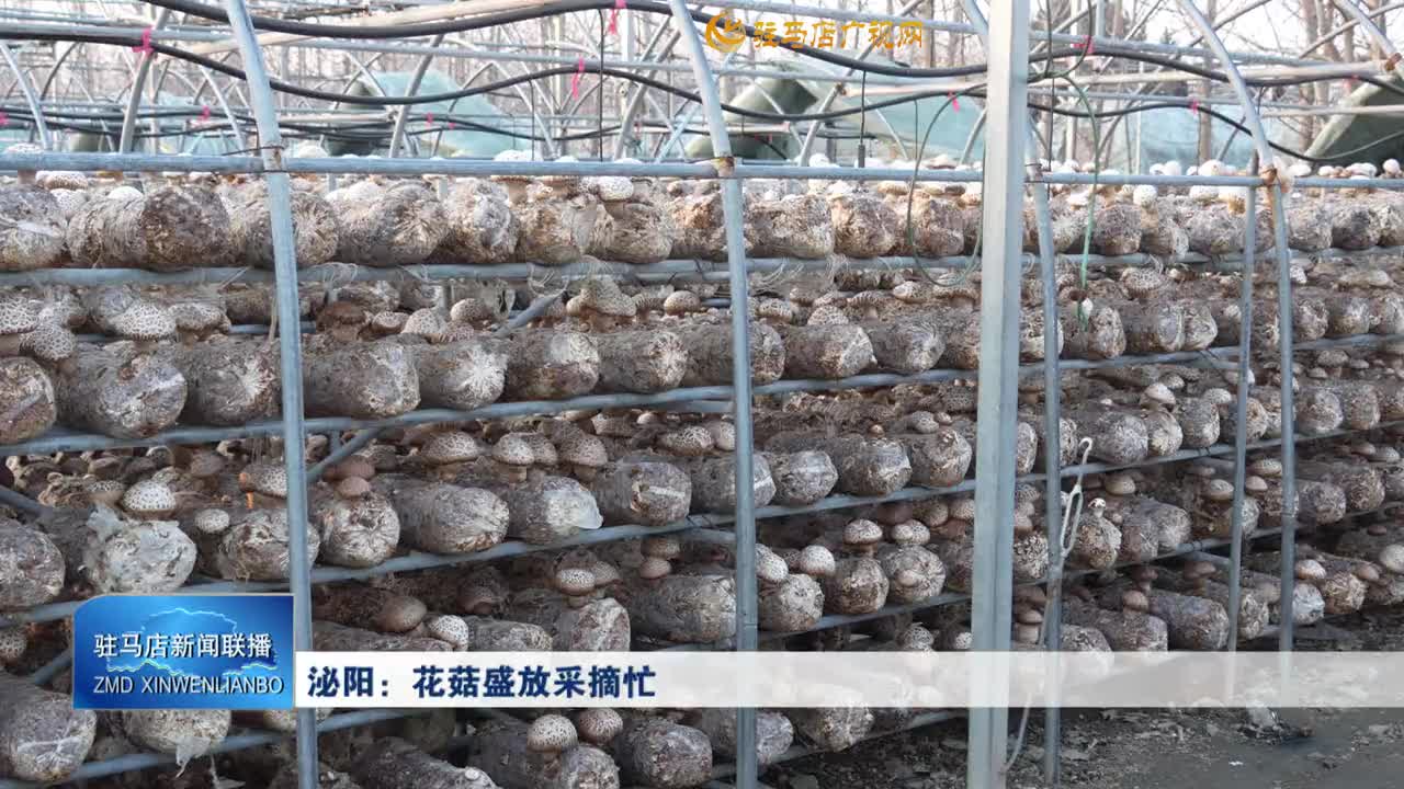 泌阳县：花菇盛放采摘忙