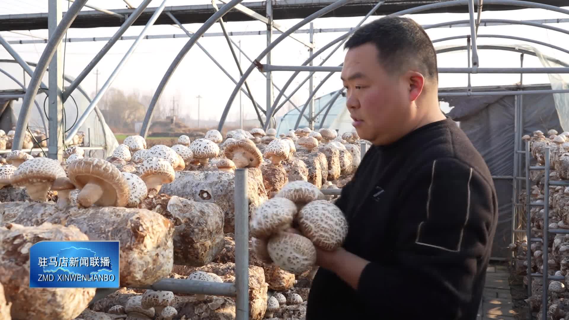 泌阳：花菇盛放采摘忙