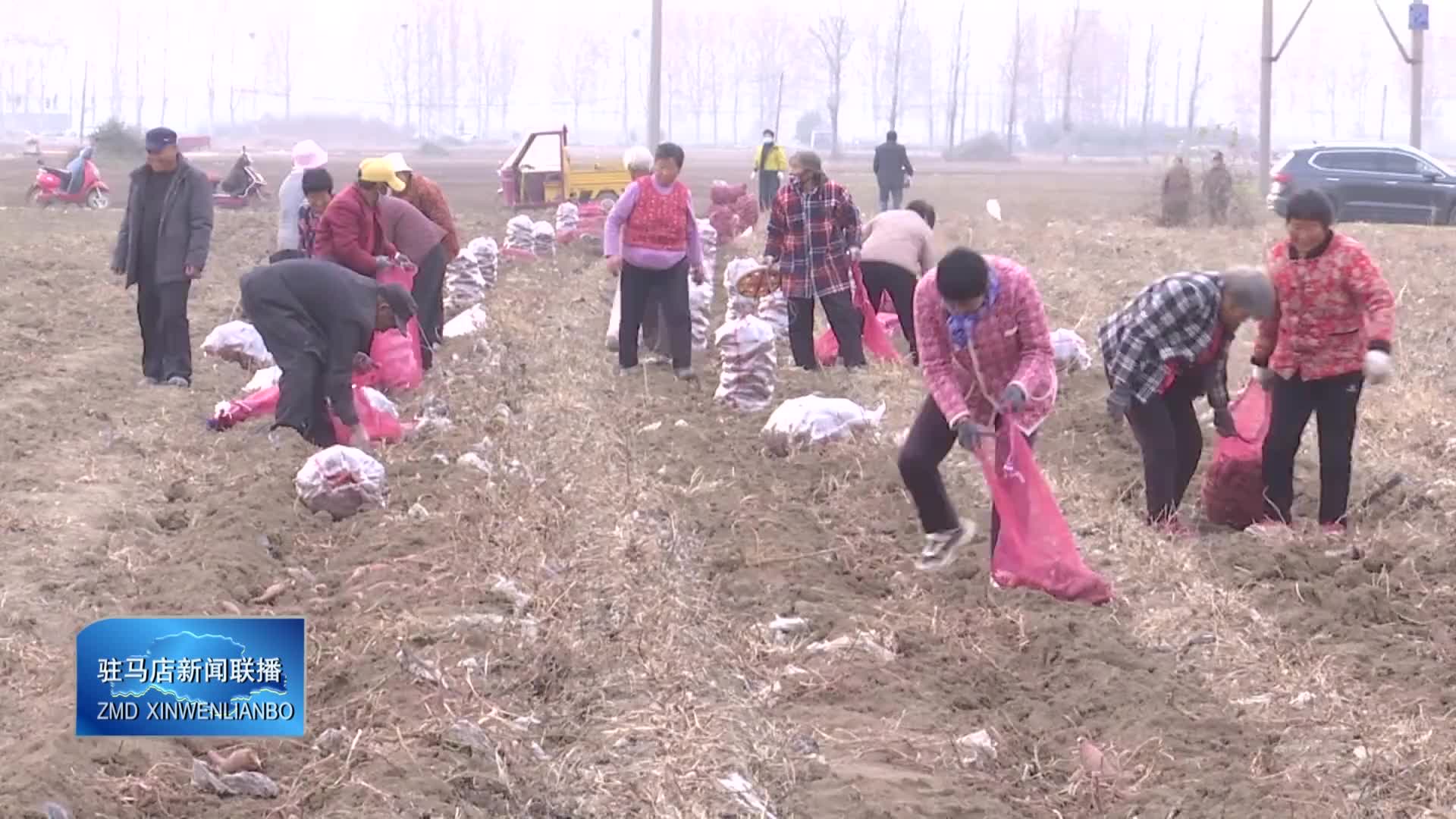 【驻马店新闻联播】平舆县郭楼街道曹寨村：“甜蜜红薯”铺就乡村致富路