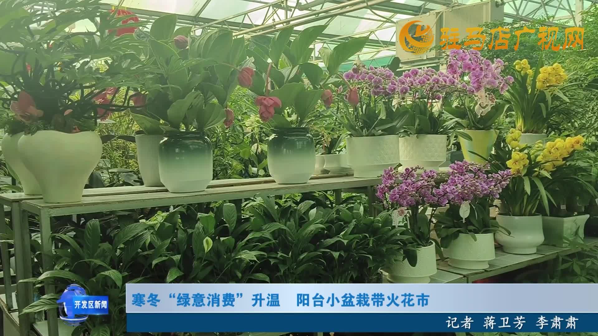 寒冬“绿意消费”升温 阳台小盆栽带火花市