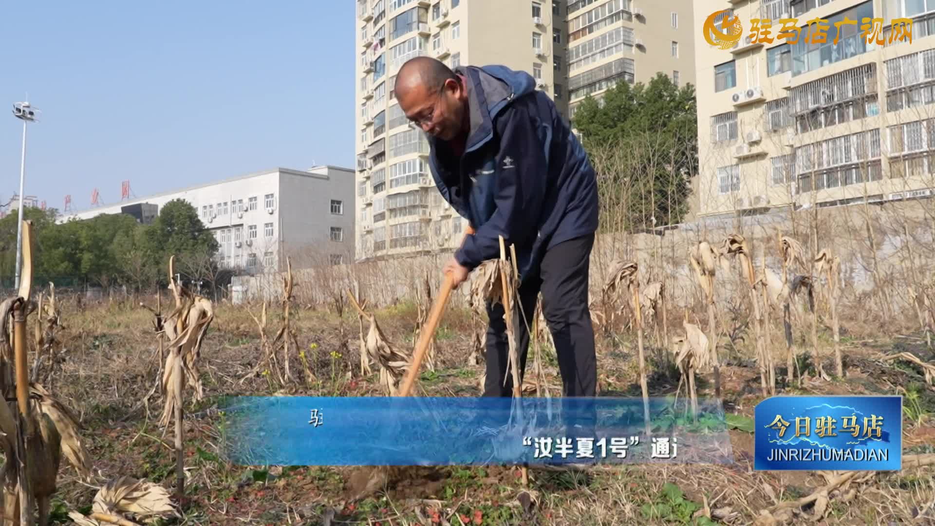 “汝半夏1号”通过省级鉴定 为豫南中药材产业振兴注入新动能