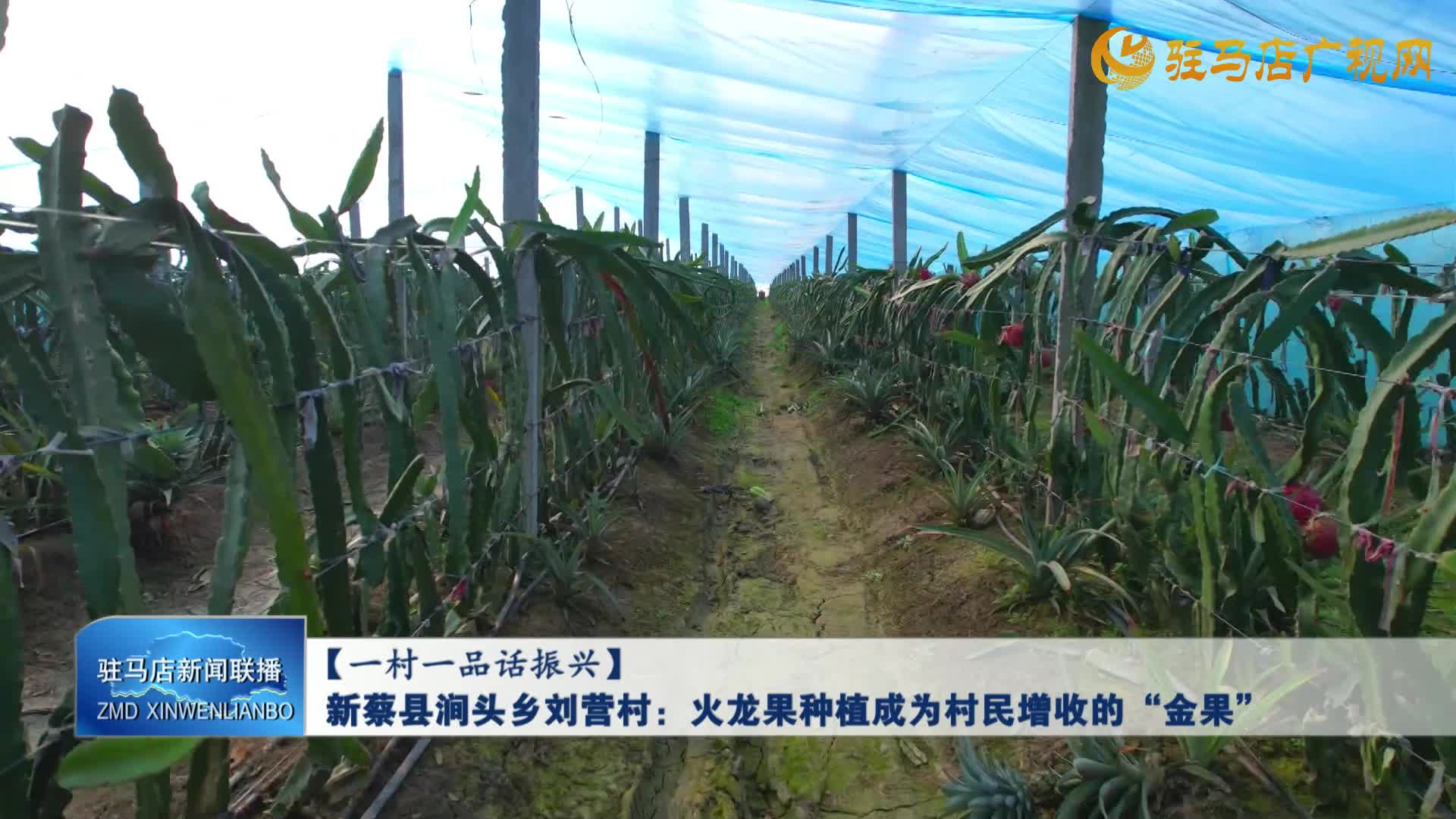 新蔡县涧头乡刘营村：火龙果种植成为村民增收的“金果”