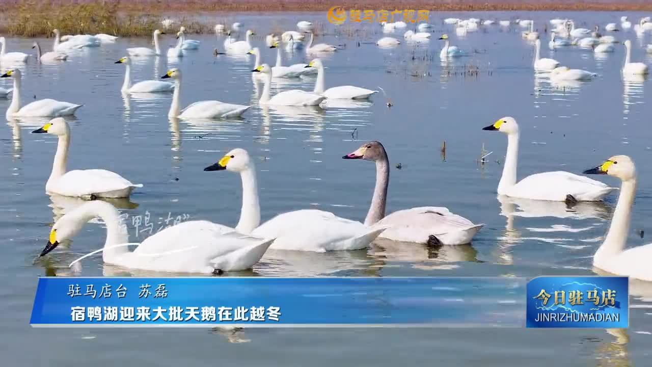 宿鸭湖迎来大批天鹅在此越冬