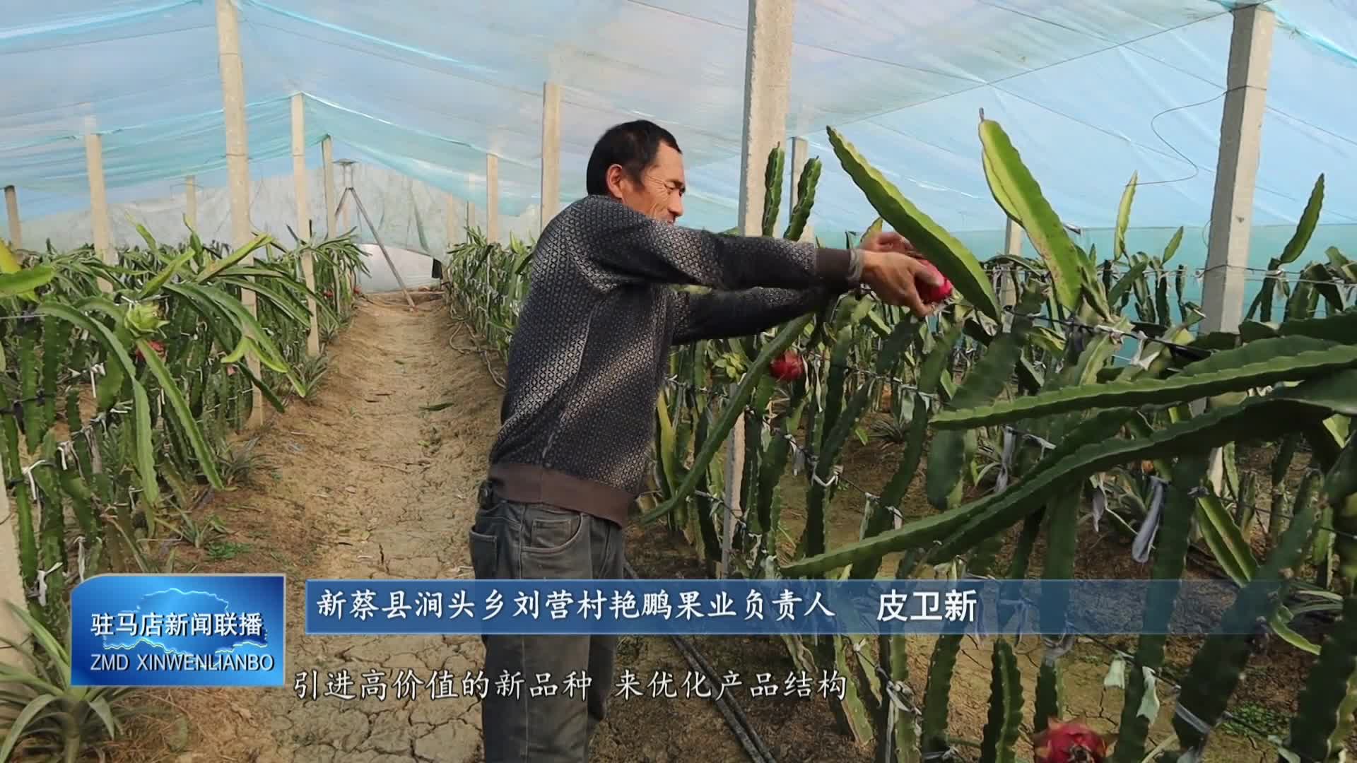 新蔡县涧头乡刘营村：火龙果种植成为村民增收的“金果”