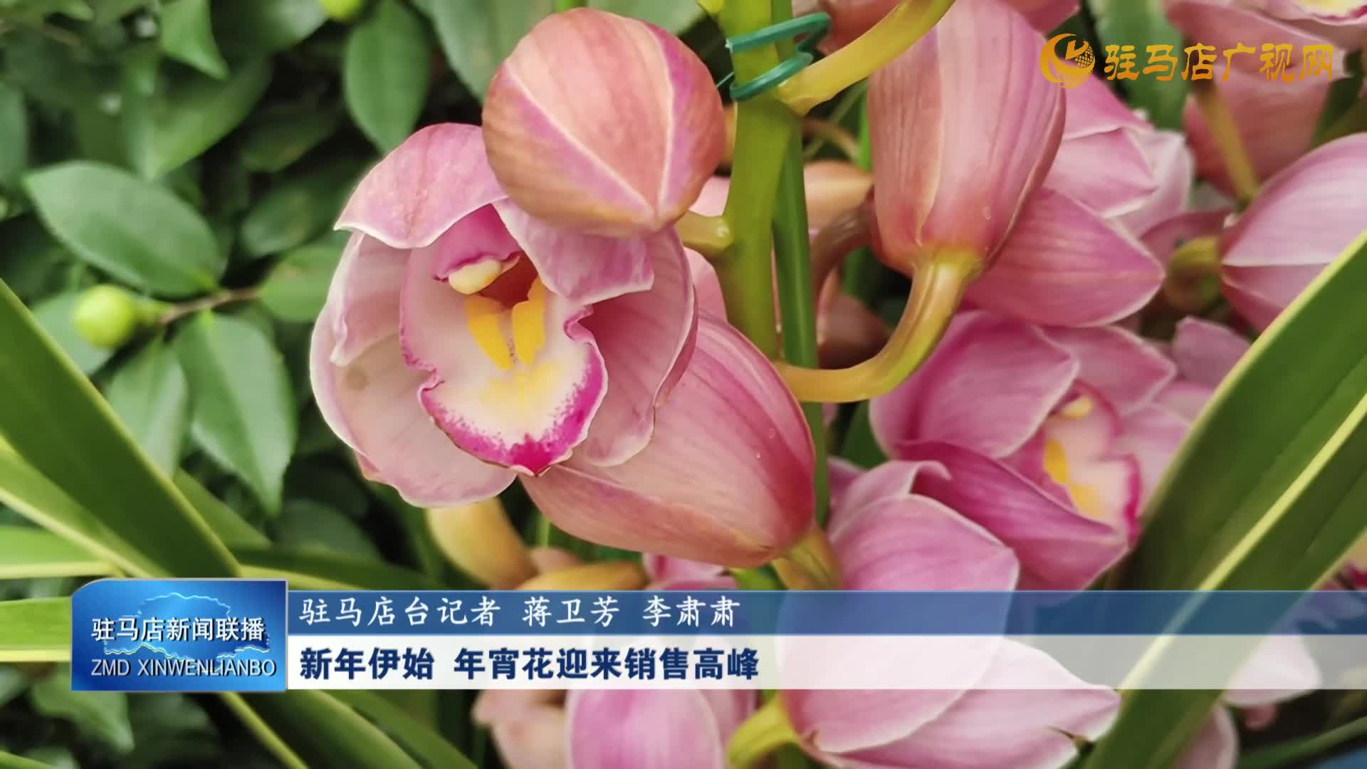 新年伊始 年宵花迎来销售高峰