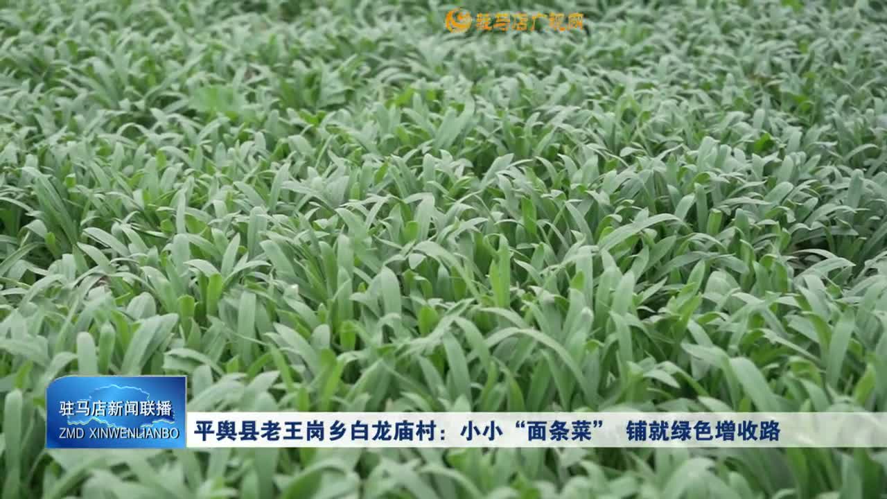 平舆县老王岗乡白龙庙村：小小“面条菜” 铺就绿色增收路