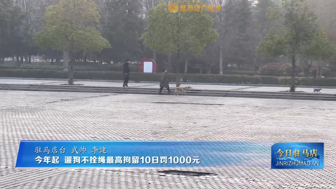 今年起?遛狗不拴繩最高拘留10日罰1000元