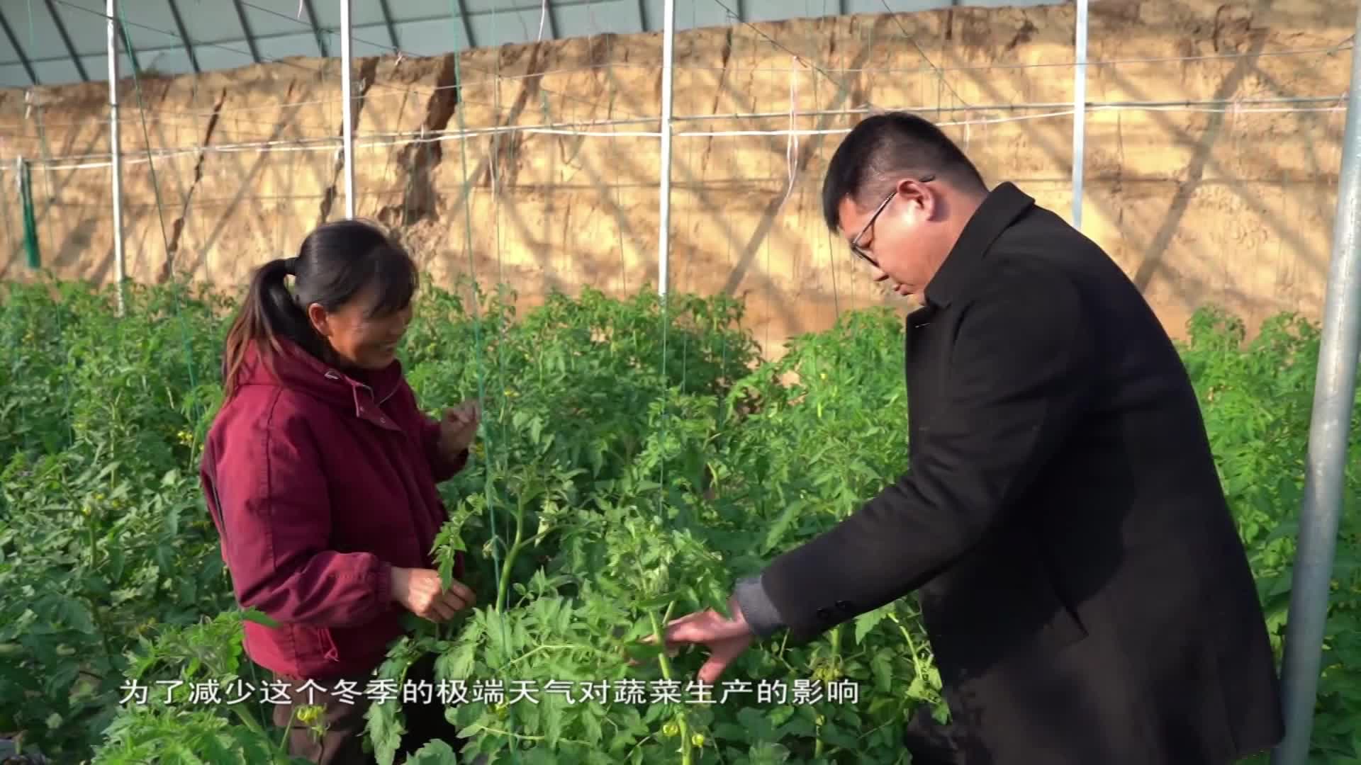 应对寒潮 稳产保供——驻马店多措并举保障冬季设施蔬菜安全生产