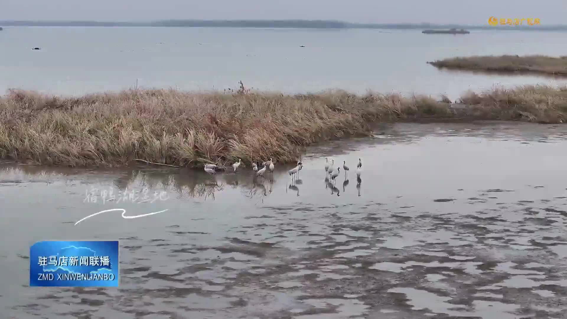 宿鸭湖湿地：灰鹤映夕阳 余晖镀暖金
