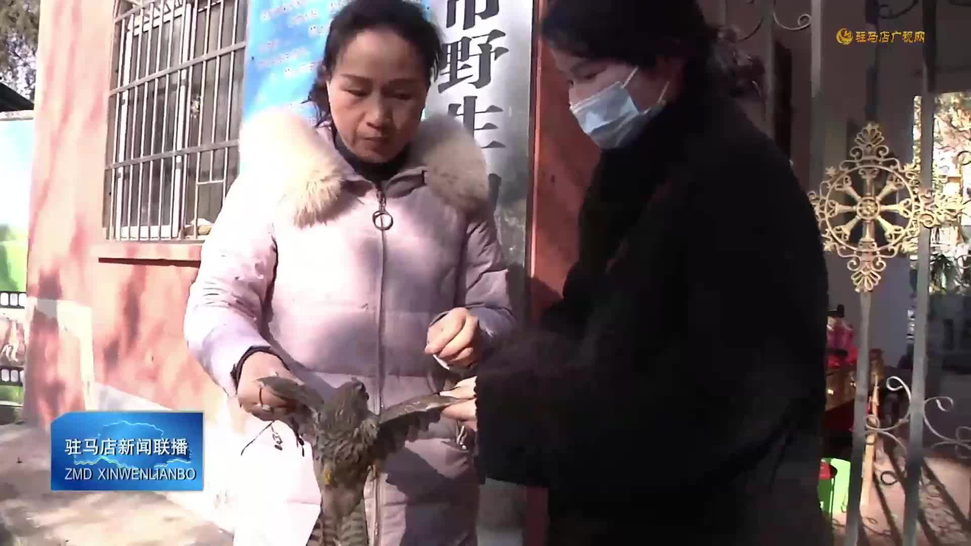 受伤红隼安家驻马店 市野生动物救助站暖心守护