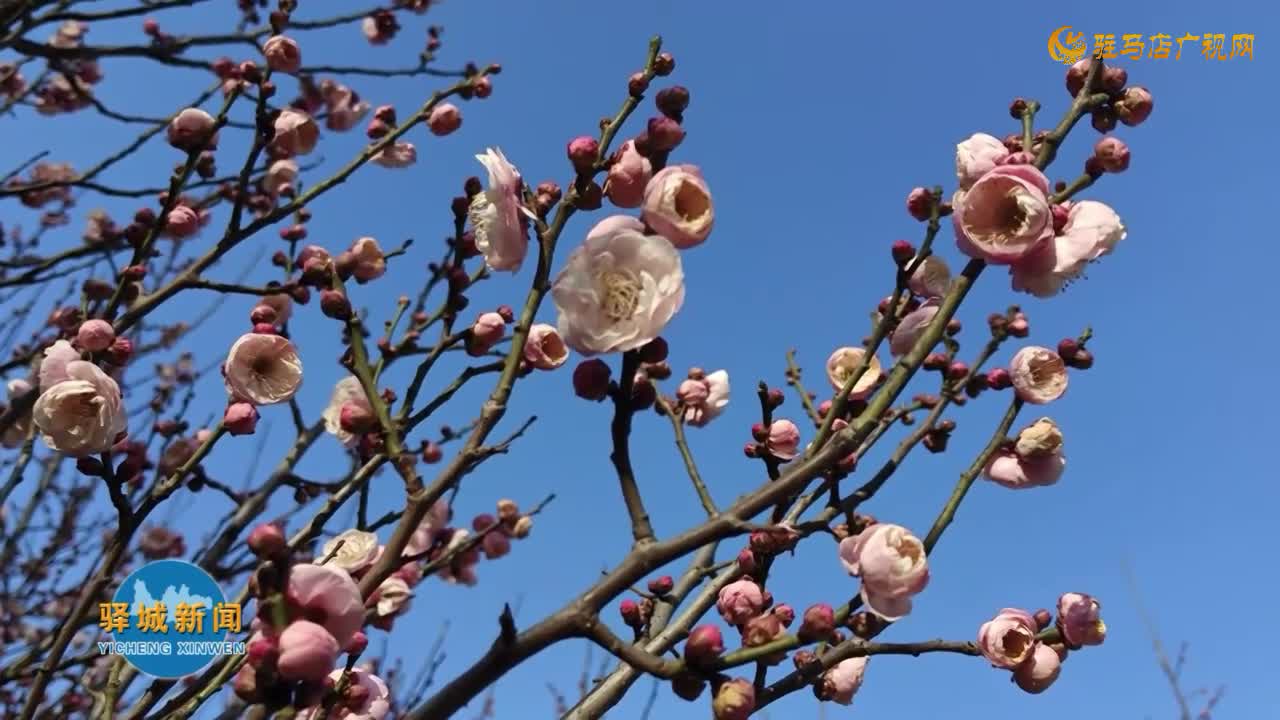 驻马店：梅花盛放满城诗