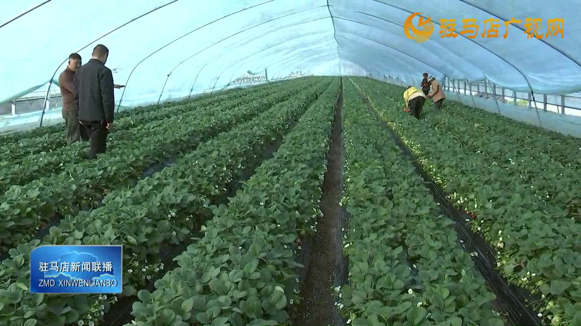 上蔡县齐海乡齐海村：莓种植成为村民增收“幸福果”