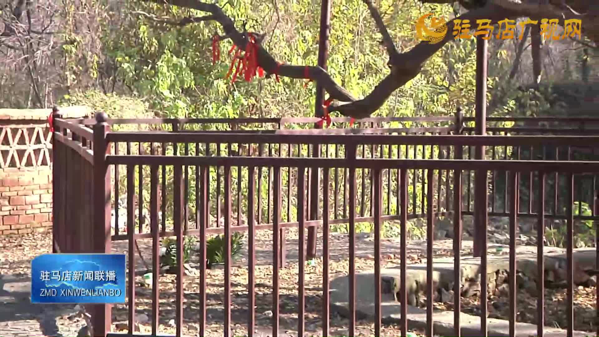 北泉寺古树复壮保护工程完成 守护千年历史文脉