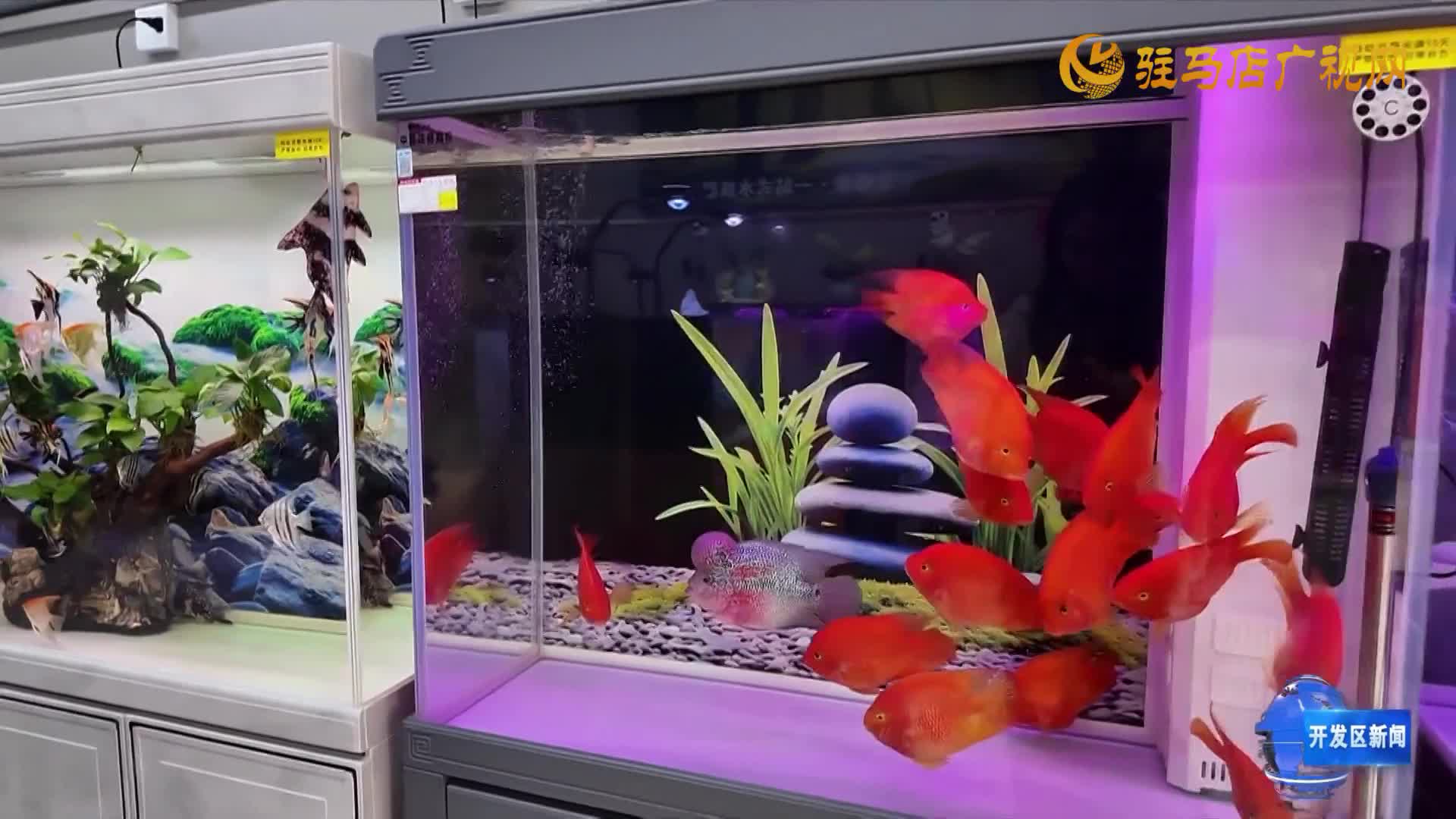 年年有“魚”好寓意 春節(jié)觀賞魚銷售熱