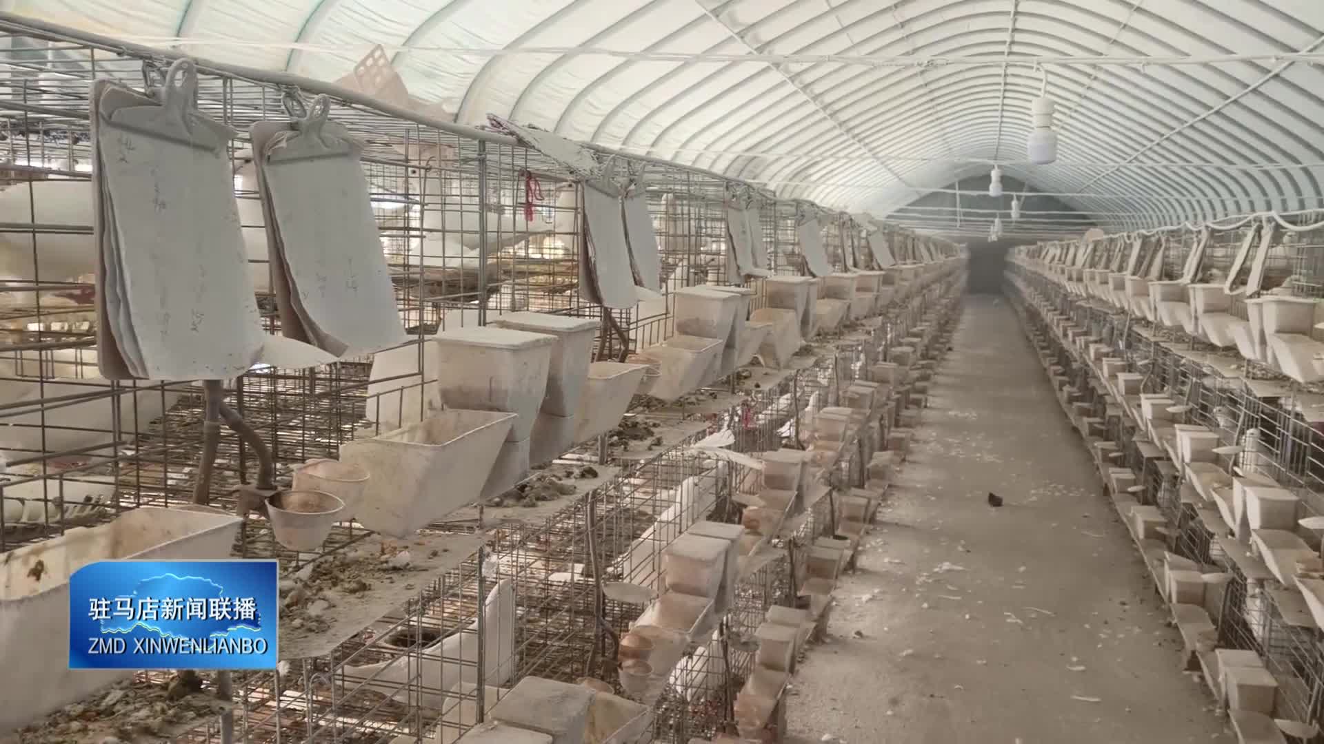 确山县刘店镇：肉鸽养殖带动村民走上增收道路