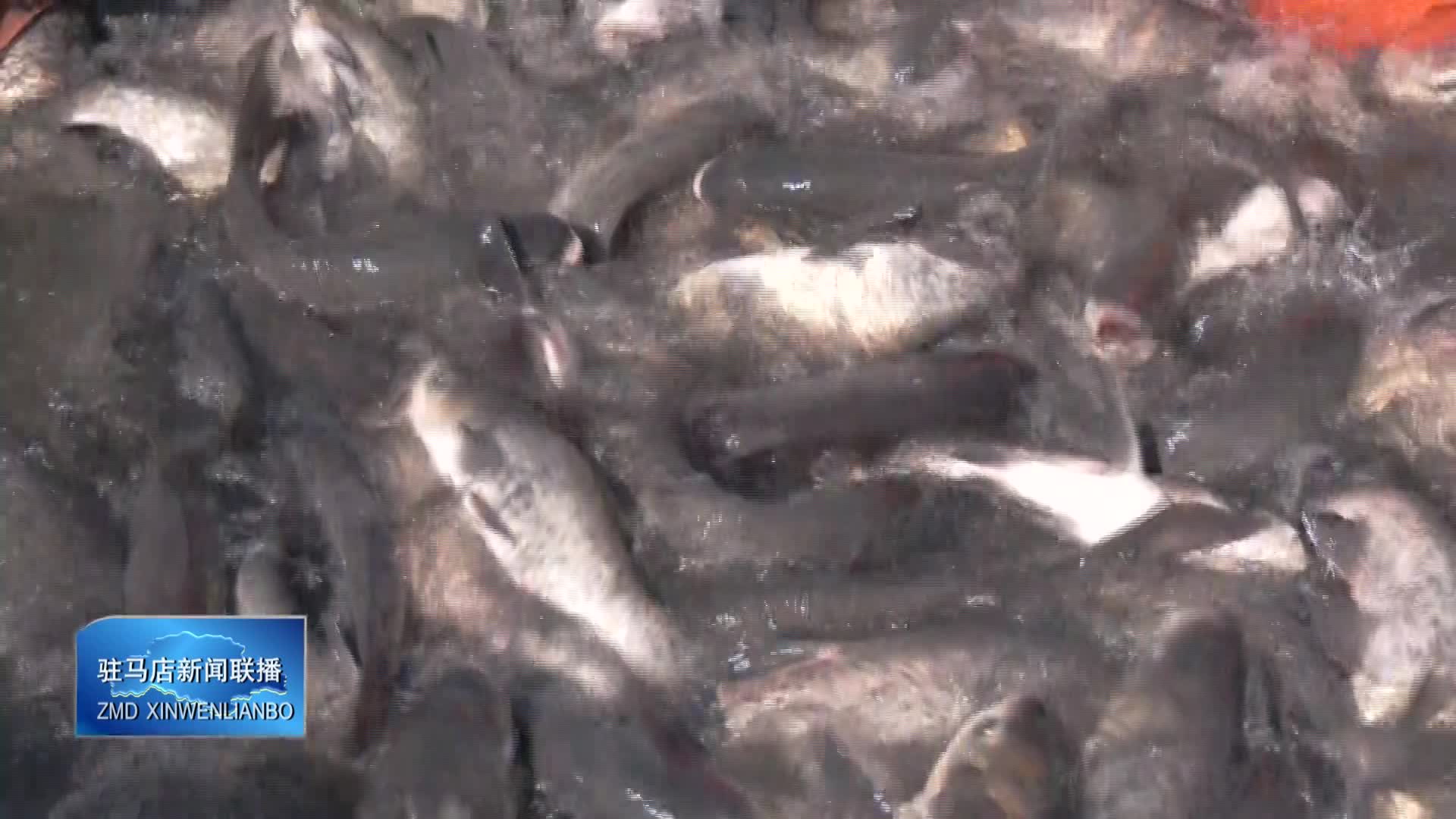 确山薄山湖 冬捕启幕庆丰年 湖鲜飘香迎新春