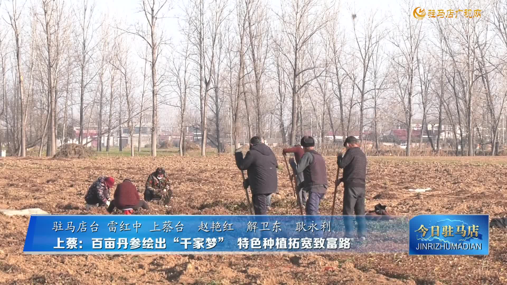 上蔡：百畝丹參繪出“千家夢” 特色種植拓寬致富路